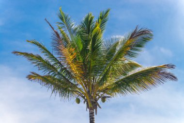 Coconut palm ağaç ekimi görünümü alt kattan yüksek up