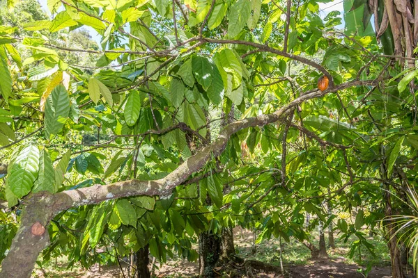 Organic cacao fruit pods (Theobroma cacao) hanging on the tree in nature. Cocoa plant.
