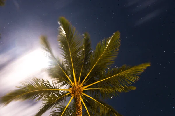 Абстрактный снимок натуральных кокосовых пальм — стоковое фото
