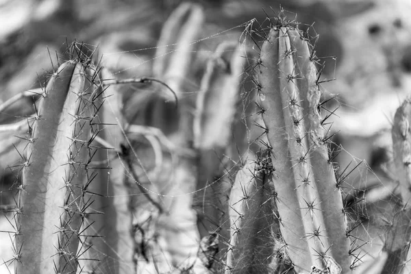 Blomstrende Kaktus Med Spindelvæv Ved Sandstranden Brasilien - Stock-foto