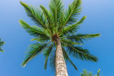 Hindistan cevizi hurma ağacı ekimi görünümü alt kattan