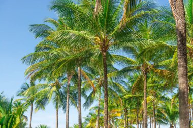 Hindistan cevizi hurma ağacı perspektif görünüm alt kattan