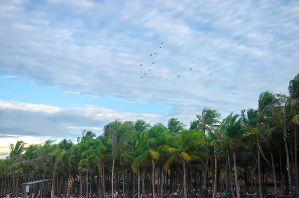 Vogels vliegen hoog over mensen aan het strand — Stockfoto