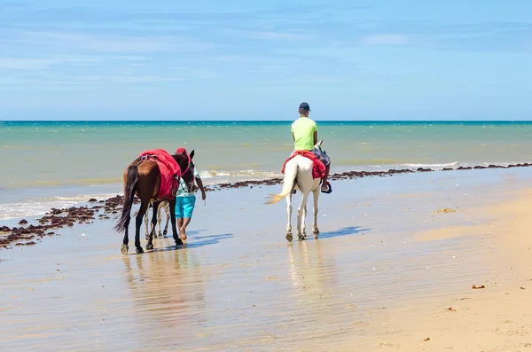 Familie van paarden rijdt voor verhuur in Cumbuco — Stockfoto