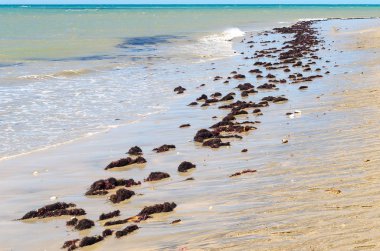 Su bitkileri üzerinde kum plaj ve mavi gökyüzü arka plan üzerine bir sürü