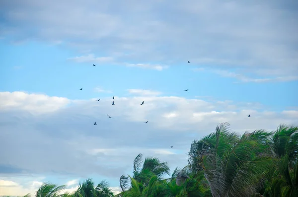 Mavi Gökyüzüne Kıyı Üzerinde Uçan Plaj Kuşlar — Stok fotoğraf