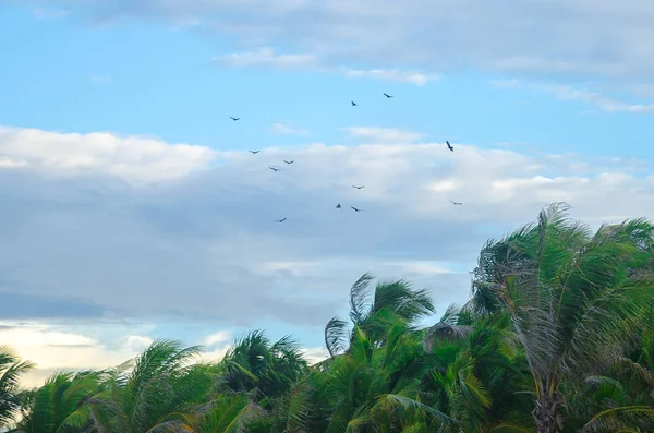 Ptaki Latające Wysoko Nad Palmami Przy Plaży — Zdjęcie stockowe