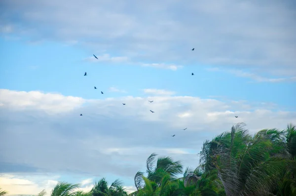 Plaży Ptaki Latające Nad Niebieski Niebo Brzegu — Zdjęcie stockowe