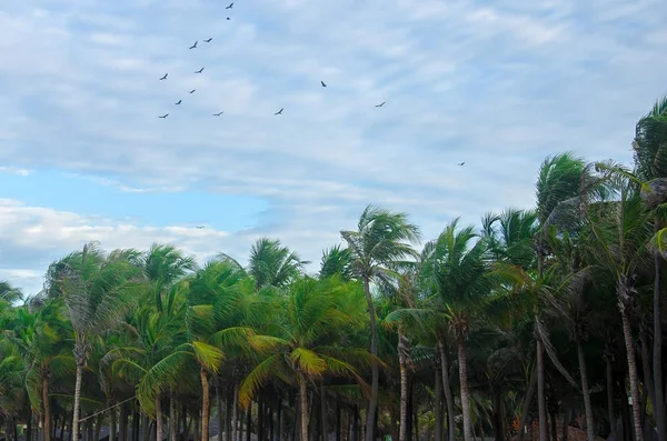 Aves Playa Volando Sobre Cielo Azul Orilla —  Fotos de Stock