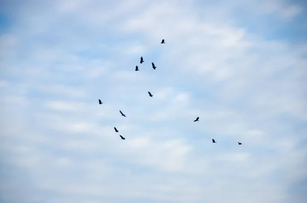 The beach birds flying up high over