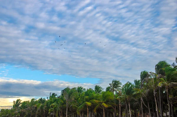 Pájaros Volando Sobre Palmeras Junto Playa —  Fotos de Stock