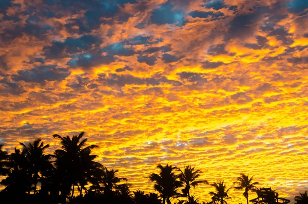 背景として色の空とヤシの木と夕日の黄金の時間 — ストック写真