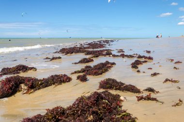 Sahilde Cumbuco çok uçurtma sörfçü ile arka planda atları paça