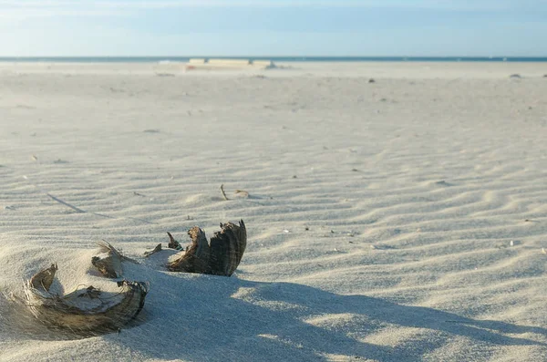 Coco Seco Dividido Dos Sobre Arena Playa — Foto de Stock