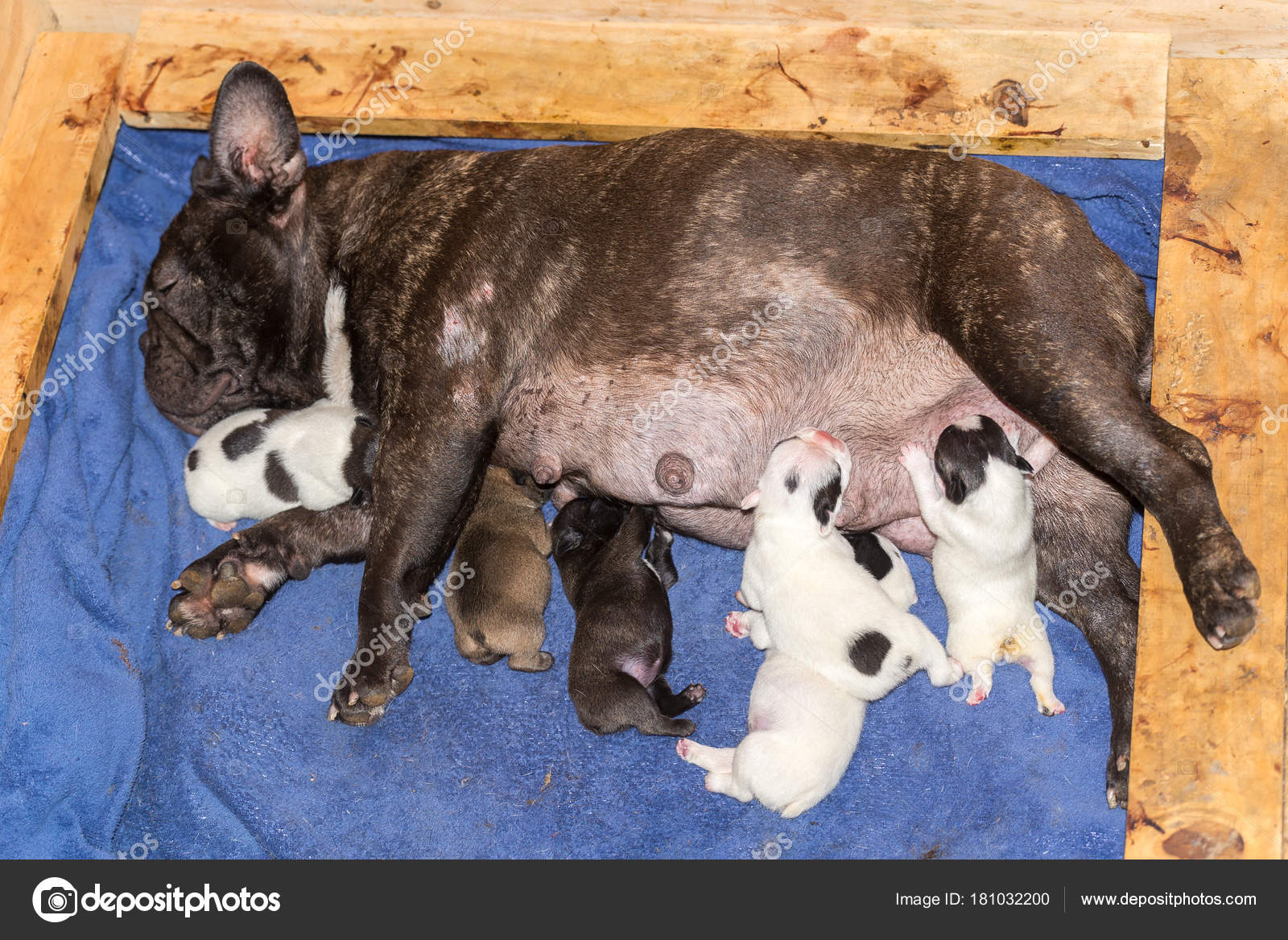 Brun Bouledogue Franais Femelle Alimentation Nombreux Chiots