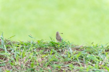 Küçük kuş yuva yapmak için dalı tutan