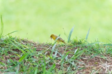 Küçük sarı kuş gagası ile plastik holding