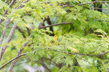 Bir ağaç dalı doğada poz erkek ada Kanarya