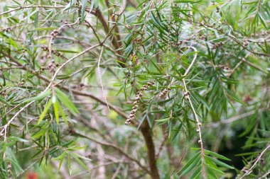 Ağlayan bottlebrush veya dere bottlebrush ağaç tohumları