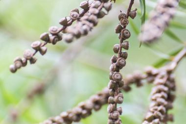 The weeping bottlebrush or creek bottlebrush tree seeds and leaves