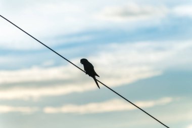 Elektrikli tel üzerinde tünemiş papağan silüeti