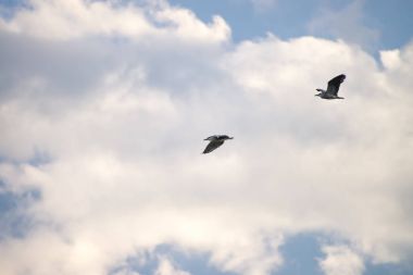 Siyah arka plan olarak mavi gökyüzü ile yüksek uçan kuş taç
