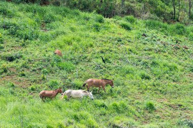 Dağda otlatma ve besleme katırlar grup