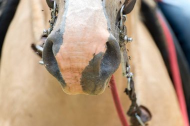 Işık üzerinde birçok flys at vücut cilt kahverengi