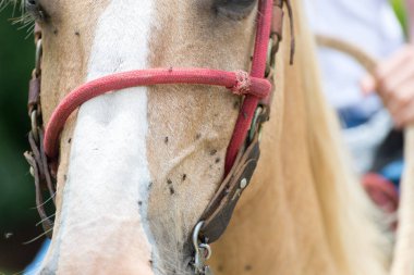 Işık üzerinde birçok flys at vücut cilt kahverengi