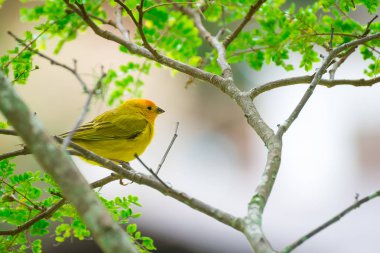 Doğada ağaçta tünemiş vahşi kanarya kuşuna yaklaş