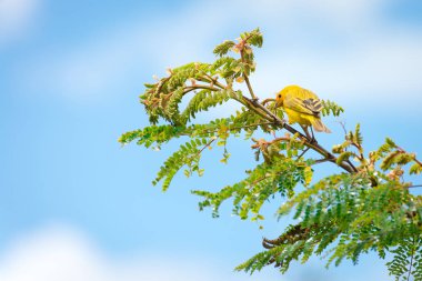 Bir ağaç dalı doğada poz erkek ada Kanarya