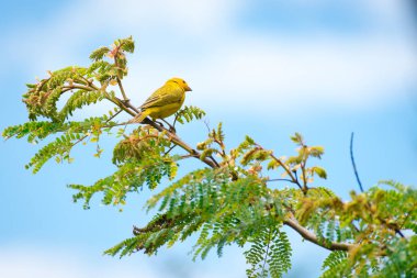 Tünemiş vahşi Kanarya kuş türü yakın çekim