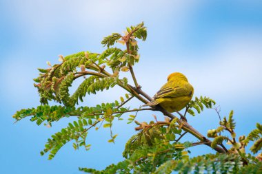 Doğada ağaçta tünemiş vahşi kanarya kuşuna yaklaş