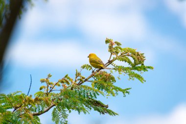 Bir ağaç dalı doğada poz erkek ada Kanarya