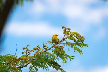Bir ağaç dalı doğada poz erkek ada Kanarya