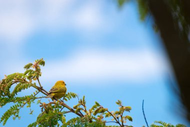 Bir ağaç dalı doğada poz erkek ada Kanarya