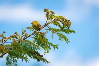 Doğada ağaçta tünemiş vahşi kanarya kuşuna yaklaş