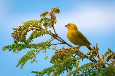 Close up of wild canary passerine bird perched on tree in nature clipart