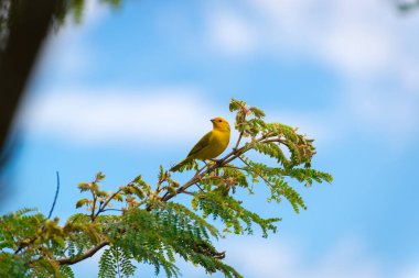 Bir ağaç dalı doğada poz erkek ada Kanarya