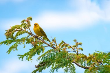 Doğada ağaçta tünemiş vahşi kanarya kuşuna yaklaş