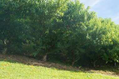Güneşli bir günde hill tarafından büyüyen birçok nektarin meyve ağaçları