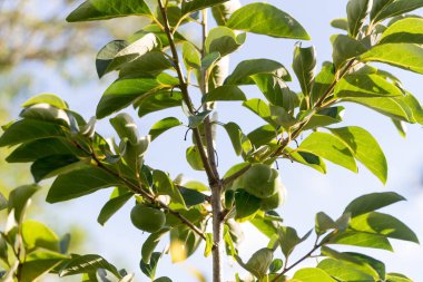 Diospyros kaki, Trabzon hurması, olarak da bilinir ekili bir meyvedir