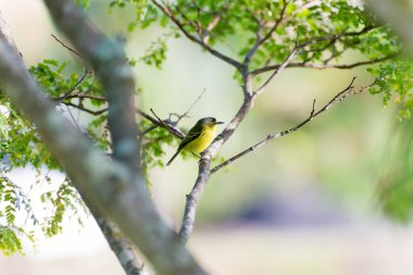 gri başlı tody-dalda poz sinekkapan 