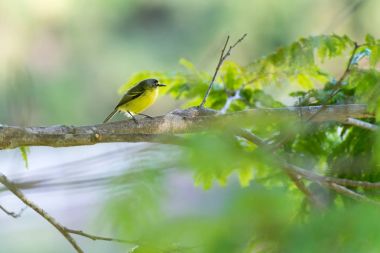 gri başlı tody-dalda poz sinekkapan 