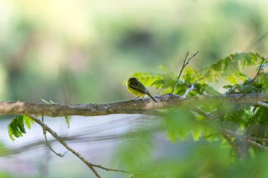 Gri başlı tody-sinekkapan dalı arka yüzü 