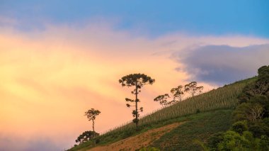 Araucaria ağacıyla arka plan olarak üzerinde günbatımı manzara.