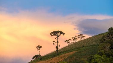 Landscape with araucaria tree as background on the sunset clipart