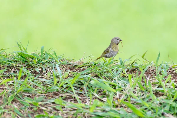 Pajarito Sosteniendo Rama Con Pico Para Hacer Nido —  Fotos de Stock