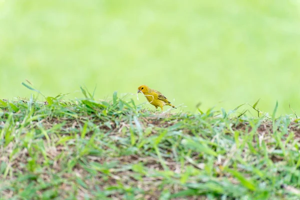 Petit oiseau jaune tenant du plastique avec le bec — Photo