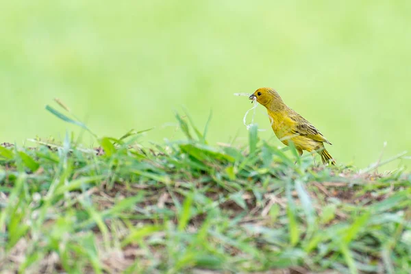 小さな黄色の鳥くちばしを持つプラスチックを保持 — ストック写真